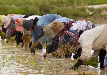Planting-rice