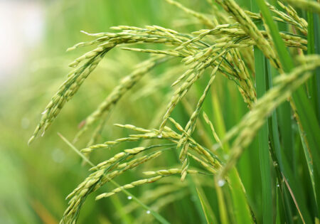 rice-pic-1